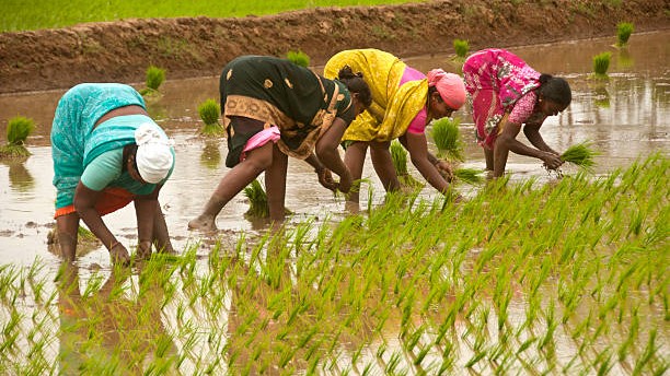 Students learning about sustainable crop growth